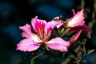 Print of Conceptual Floral Photography by Sergio Cerezer