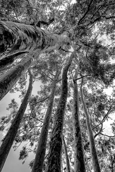 Print of Tree Photography by Sergio Cerezer