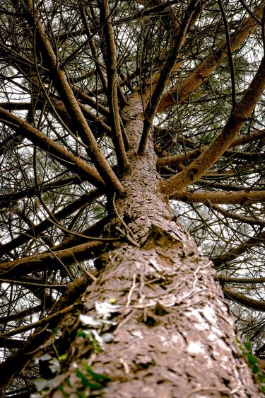 Print of Conceptual Tree Photography by Sergio Cerezer