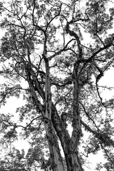 Original Abstract Expressionism Tree Photography by Sergio Cerezer