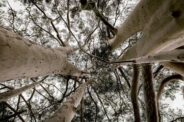 Print of Conceptual Tree Photography by Sergio Cerezer