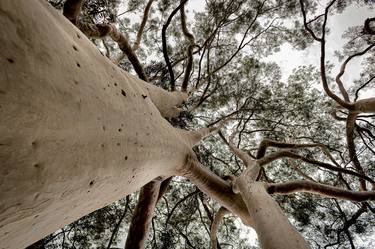 Print of Conceptual Tree Photography by Sergio Cerezer