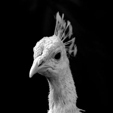Original Conceptual Animal Photography by Sergio  Cerezer