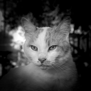 Original Realism Animal Photography by Sergio  Cerezer