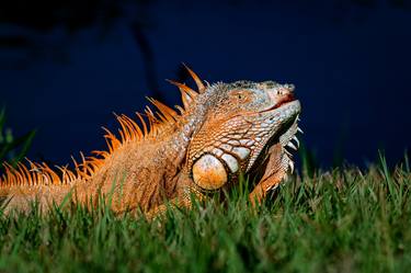 Original Conceptual Animal Photography by Sergio  Cerezer