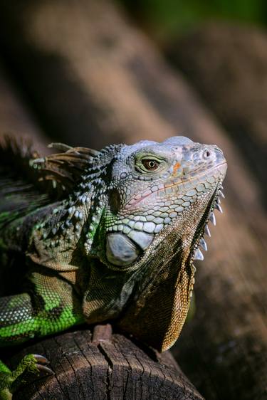 Original Conceptual Animal Photography by Sergio  Cerezer