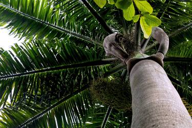 Print of Conceptual Tree Photography by Sergio Cerezer