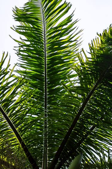 Print of Conceptual Tree Photography by Sergio Cerezer