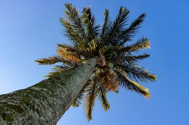 Print of Conceptual Tree Photography by Sergio Cerezer