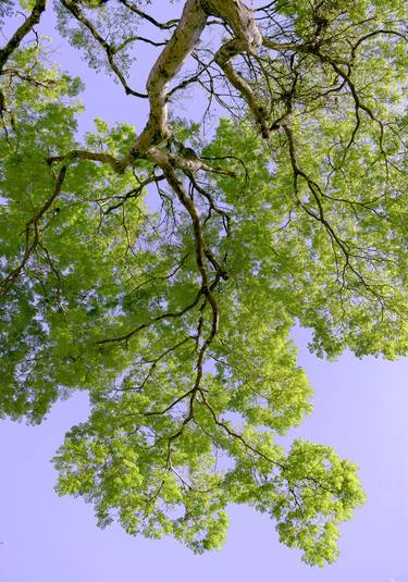 Original Conceptual Tree Photography by Sergio  Cerezer