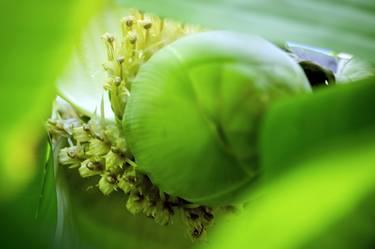 Original Digital Art Botanic Photography by Sergio  Cerezer