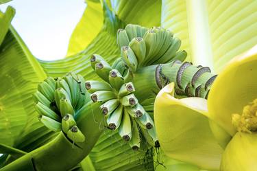 Print of Expressionism Botanic Photography by Sergio Cerezer