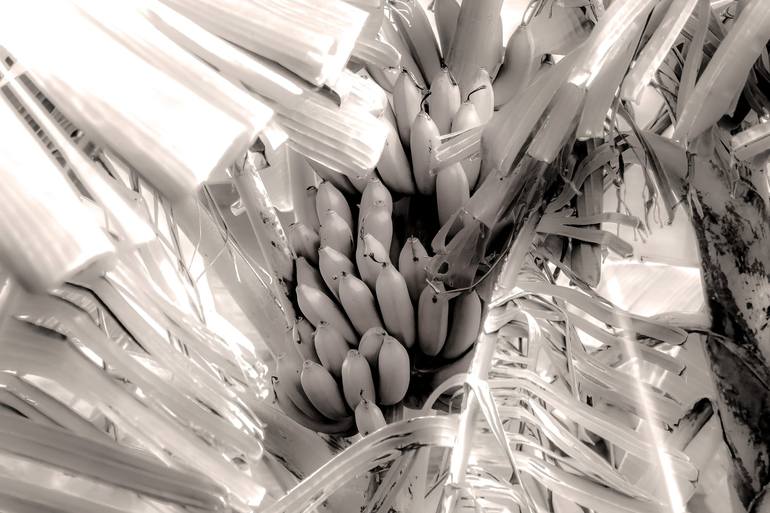 Print of Abstract Expressionism Botanic Photography by Sergio  Cerezer