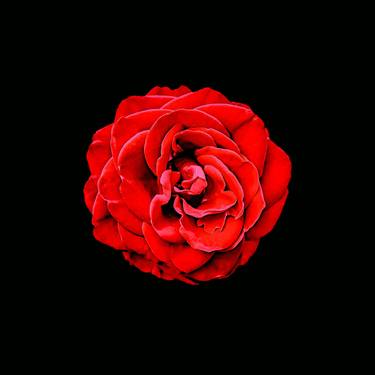Original Abstract Expressionism Floral Photography by Sergio  Cerezer