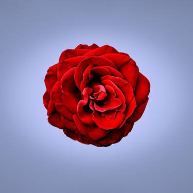 Original Art Nouveau Floral Photography by Sergio  Cerezer
