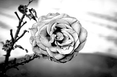 Original Abstract Expressionism Floral Photography by Sergio  Cerezer