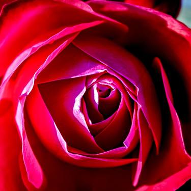 Original Abstract Expressionism Floral Photography by Sergio  Cerezer