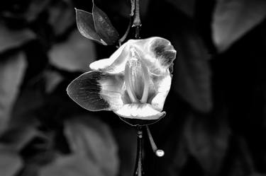 Original Digital Art Floral Photography by Sergio  Cerezer