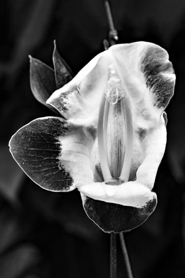 Original Expressionism Botanic Photography by Sergio Cerezer