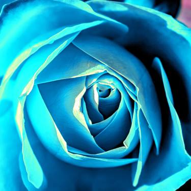 Original Abstract Expressionism Floral Photography by Sergio  Cerezer