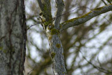 Original Symbolism Botanic Photography by Sergio Cerezer