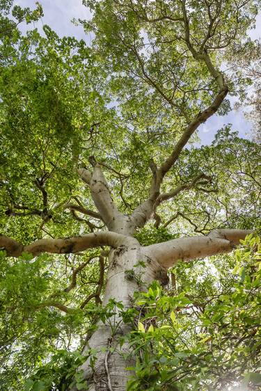 Original Expressionism Botanic Photography by Sergio Cerezer