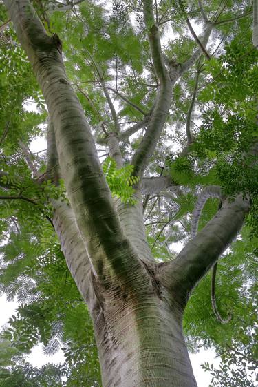 Original Generative Botanic Photography by Sergio Cerezer