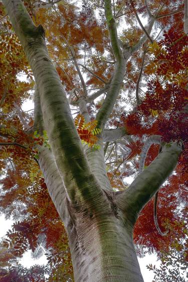 Original Abstract Expressionism Botanic Photography by Sergio  Cerezer
