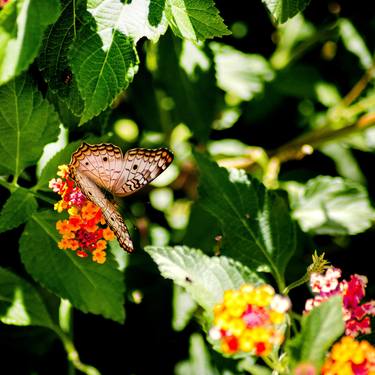 Original Art Nouveau Garden Photography by Sergio Cerezer