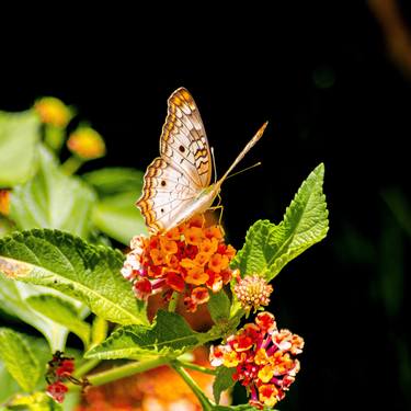 Original Art Deco Garden Photography by Sergio Cerezer