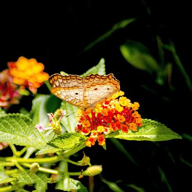 Original Art Nouveau Garden Photography by Sergio Cerezer