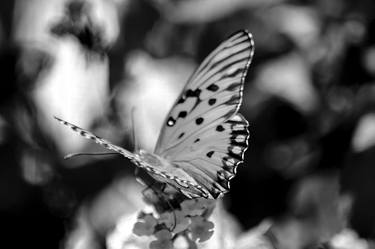 Original Abstract Expressionism Garden Photography by Sergio Cerezer