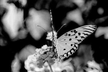 Original Black & White Garden Photography by Sergio  Cerezer