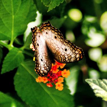 Original Art Nouveau Animal Photography by Sergio  Cerezer