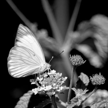 Original Abstract Expressionism Garden Photography by Sergio  Cerezer