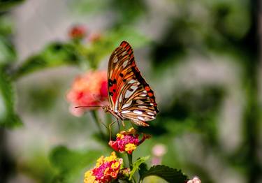 Original Classicism Garden Photography by Sergio Cerezer