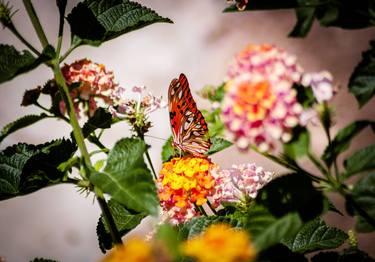 Print of Black & White Garden Photography by Sergio  Cerezer