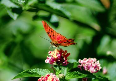 Original Classicism Botanic Photography by Sergio Cerezer