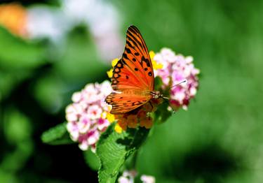 Original Classicism Botanic Photography by Sergio  Cerezer