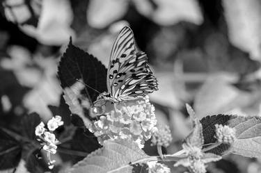 Original Black & White Garden Photography by Sergio Cerezer