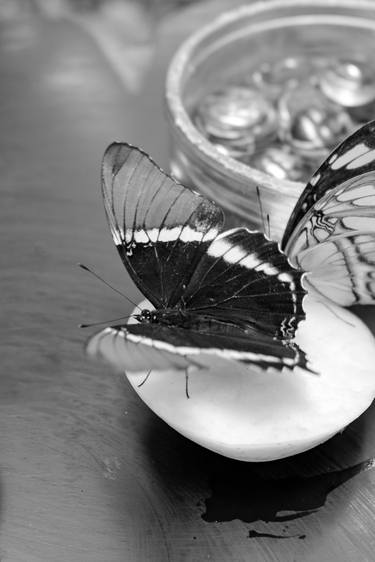 Original Black & White Garden Photography by Sergio  Cerezer