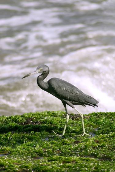 Original Classicism Animal Photography by Sergio  Cerezer