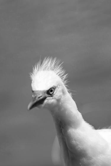 Original Abstract Expressionism Animal Photography by Sergio  Cerezer