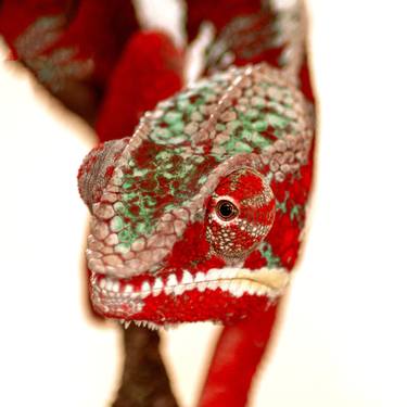 Original Abstract Expressionism Animal Photography by Sergio  Cerezer