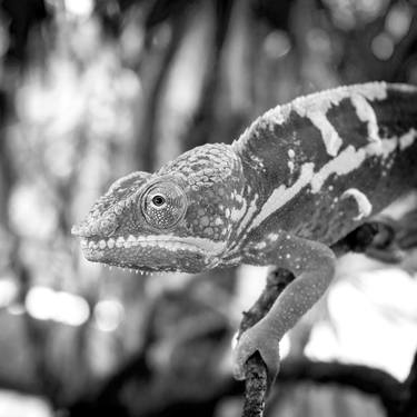 Original Black & White Animal Photography by Sergio  Cerezer