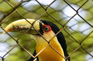 Original Classicism Animal Photography by Sergio  Cerezer