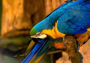 Original Classicism Animal Photography by Sergio  Cerezer