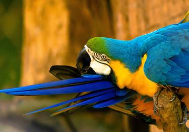 Original Art Nouveau Animal Photography by Sergio  Cerezer