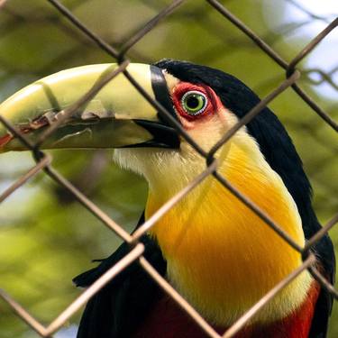 Original Classicism Animal Photography by Sergio  Cerezer
