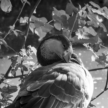 Original Art Nouveau Animal Photography by Sergio  Cerezer